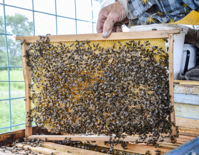 beekeeper,蜜蜂,六边形,拿着,手,平衡折角灯,老年人,克罗尼亚省,嗡嗡响的,守门员