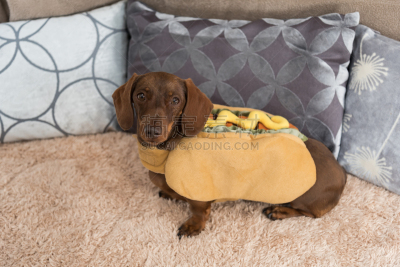 热狗服饰,迷你腊肠犬,腊肠犬,热狗,古服装,宠物,小毯子,狗,幽默,软垫