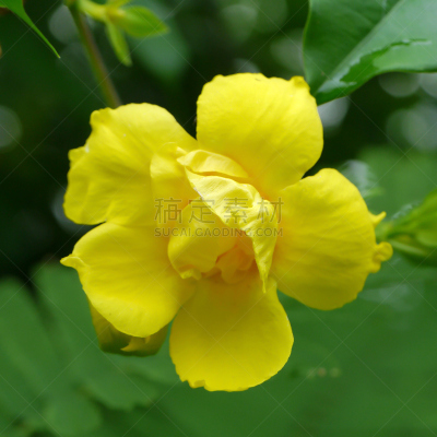黄色,仅一朵花,软枝黄蝉,自然,芳香的,无人,浪漫,毛莨科,方形画幅,特写