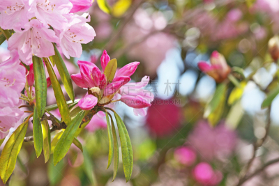 Rhododendron
シャクナゲ