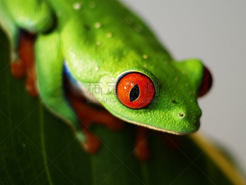 红眼树蛙,蛙科,动物手指,树蛙,南美,留白,野生动物,水平画幅,绿色,橙色