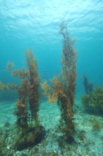 水下,海湾,hauraki gulf islands,海藻灰,奥克兰,在底端,垂直画幅,水,褐色,沙子