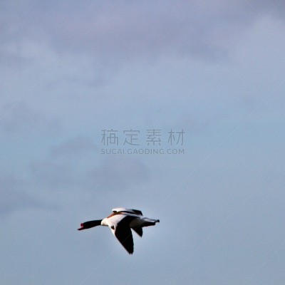 雌麻鸭,照片,动物主题,北非,野生动物,英国,翅膀,动物群,池塘,生物