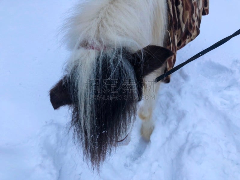 马,雪,乐趣,鞍马,有蹄哺乳动物,小马,马属,小的,动物,动物习性