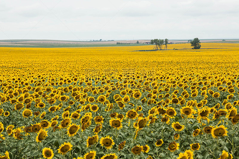 农场,向日葵,南达科他州,巨大的,自然,水平画幅,快乐,无人,有机食品,夏天