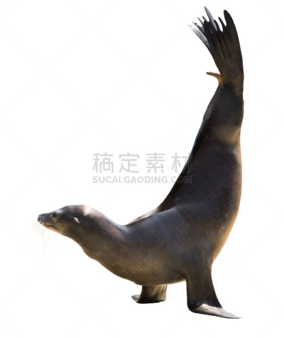 海豹,自然,垂直画幅,野生动物,阿根廷,半岛,无人,加州海狮,北部海熊,白色背景