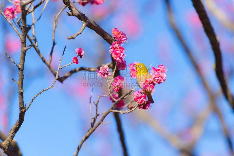 日本白色的眼,日本,公园,鸟类,李子,红松,东京,花见节,梅子,梅花