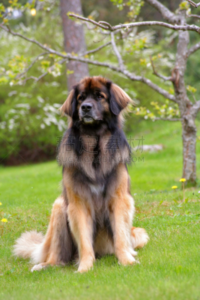 leonberger,软盘,垂直画幅,美,褐色,动物嘴,美人,爪子,纯净,动物身体部位