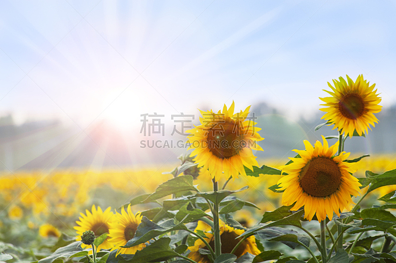 夏天,黎明,向日葵,三个物体,水平画幅,户外,农作物,田地,植物,生长