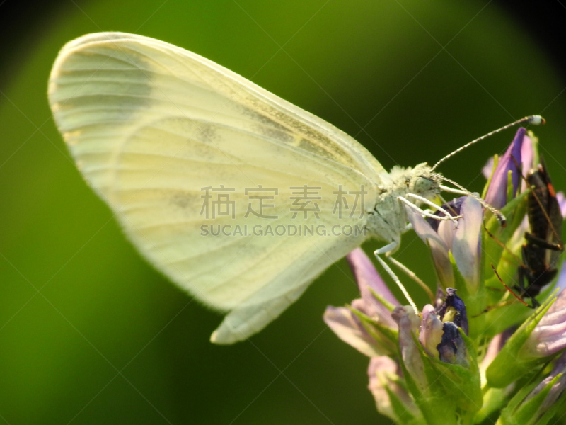 草原,水平画幅,无人,动物身体部位,夏天,户外,特写,白蝴蝶,白色,植物