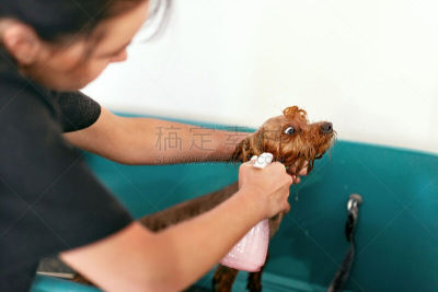 湿,狗,动物,宠物美容师,幽默,宠物美容店,女人,头发,化妆用品,理毛行为