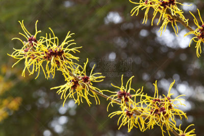 女巫,榛子树,公园,水平画幅,人的嘴,纤维,特写,开花时间间隔,四季,花蕾