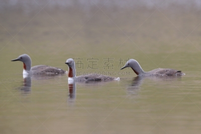 红喉潜鸟,潜鸟,冰岛国,英国,红色,北美,北爱尔兰,整羽,针叶林,冻原
