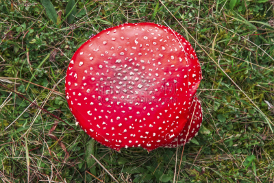 蘑菇,红色,水平画幅,木制,无人,苔藓,户外,生物学,草,特写