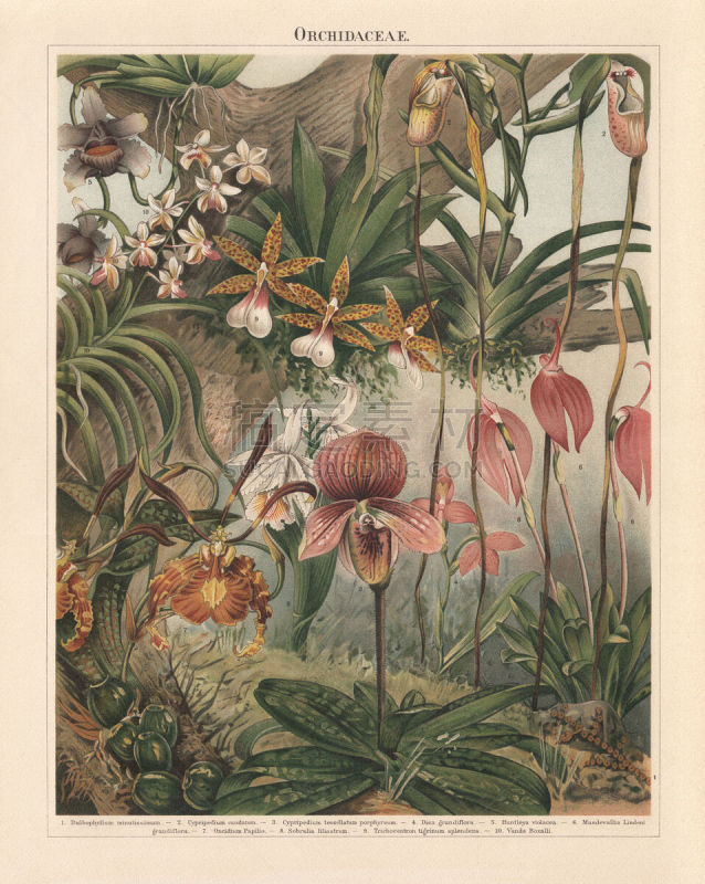 Orchids (Orchidaceae), chromolithograph, published in 1897