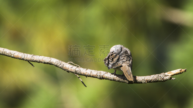 斯里兰卡,埃拉,珠颈斑鸠,自然,野生动物,水平画幅,无人,全景,鸟类,观鸟