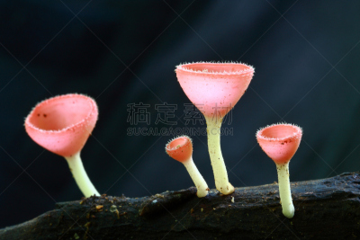 真菌,粉色,盘菌科,选择对焦,水,气候,水平画幅,无人,湿,户外