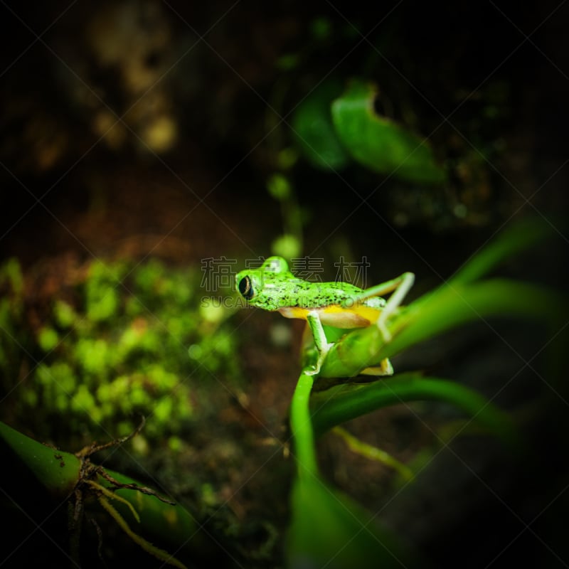 树蛙,叶子,蹼足,绿色,青蛙,动物身体部位,热带雨林,野外动物,爬,攀登