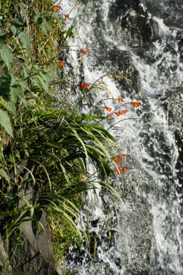 厄瓜多尔,瀑布,鲍诺什,湿,红色,拉丁美洲,鲜花盛开,垂直画幅,图像,花朵