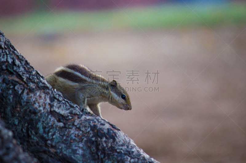 松鼠,可爱的,自然,野生动物,灰色,图像,鼯鼠,旱獭,哺乳纲,野外动物