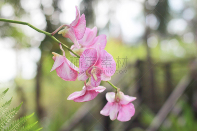 兰花,粉色,背景,菜园,仅一朵花,美,水平画幅,无人,古典式,夏天