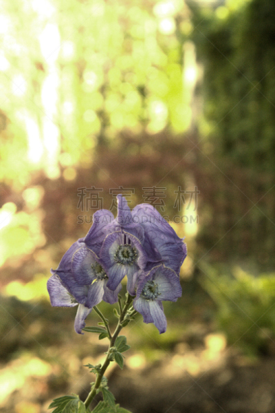 落新妇属,蜡烛,紫色,垂直画幅,美国,无人,户外,植物,园艺