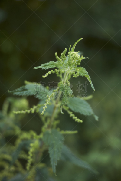 刺荨麻,垂直画幅,无人,纤维,维生素,夏天,户外,特写,白色,植物