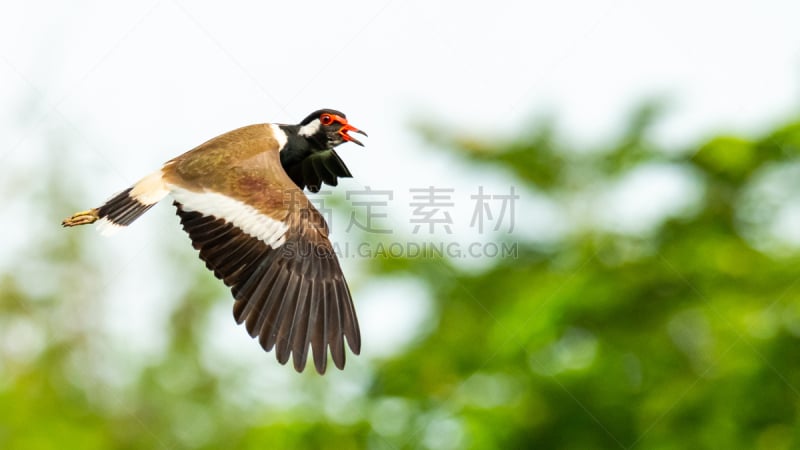 红色肉垂麦鸡,运动模糊,背景,绿色,户外,褐色,可爱的,小的,半空中,热带气候