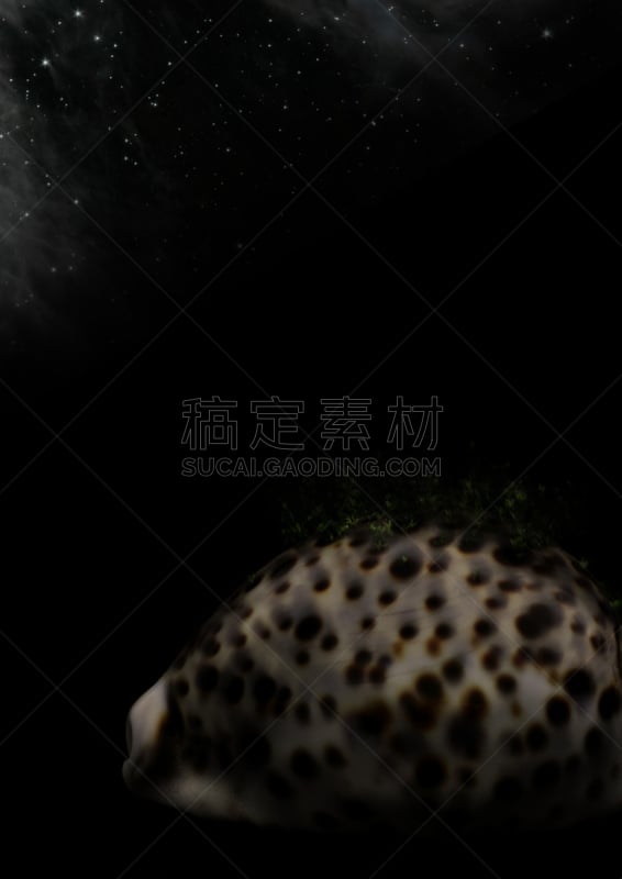 星系,植物群,子安贝,垂直画幅,紫贝,植物,贝壳,星星,幻想,创造力