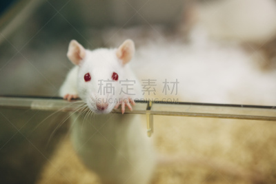 实验大白鼠,笼子,塑胶,眼痛,看,生物反馈,动物研究,老鼠,白化病者,留白