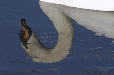 疣鼻天鹅,水,蓝色,冰,深的,白色,水平画幅,无人,上下颠倒,看