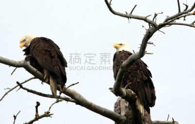 霍默,枝,阿拉斯加,鹰,两只动物,白头鹰,植物,水平画幅,无人