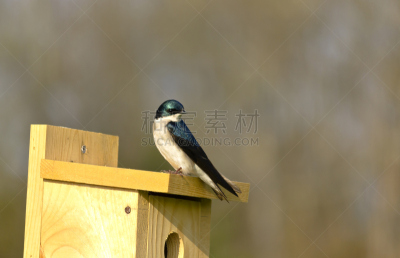 树燕,水平画幅,无人,鸟类,户外,图像,北美歌雀,白色,喙,彩色图片