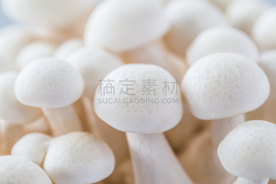 山毛榉树,姬菇,饮食,水平画幅,素食,无人,蘑菇,白色背景,背景分离,生长