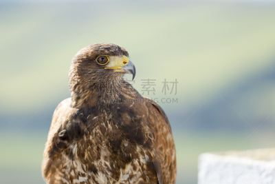 游隼,利用鹰打猎,天空,食肉鸟,水平画幅,2015年,动物,鸟类,摄影,飞