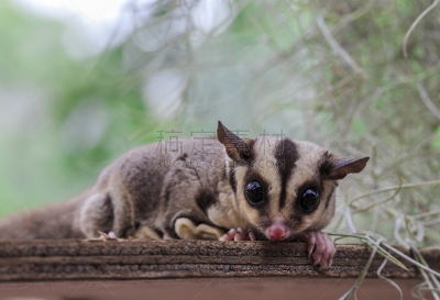 小的,负鼠,蜜袋鼯,squirrel glider,水平画幅,无人,动物习性,动物主题,哺乳纲,有袋亚纲