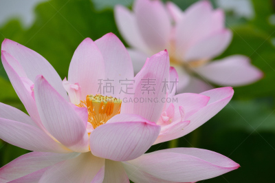 荷花,粉色,两只动物,公亩,自然,水平画幅,绿色,云,地形,无人