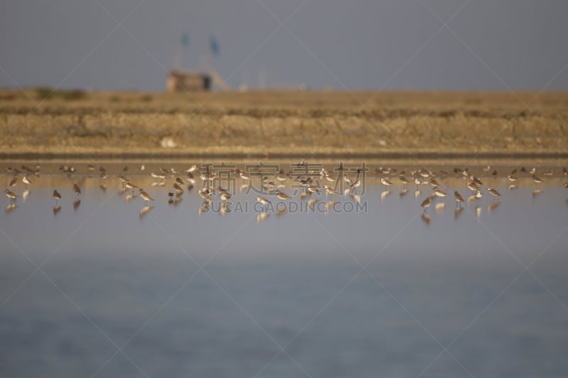 海鸟,羊群,旅途,腰部以下,泰国,黄昏,流行音乐会,动物群,动物,鸟类