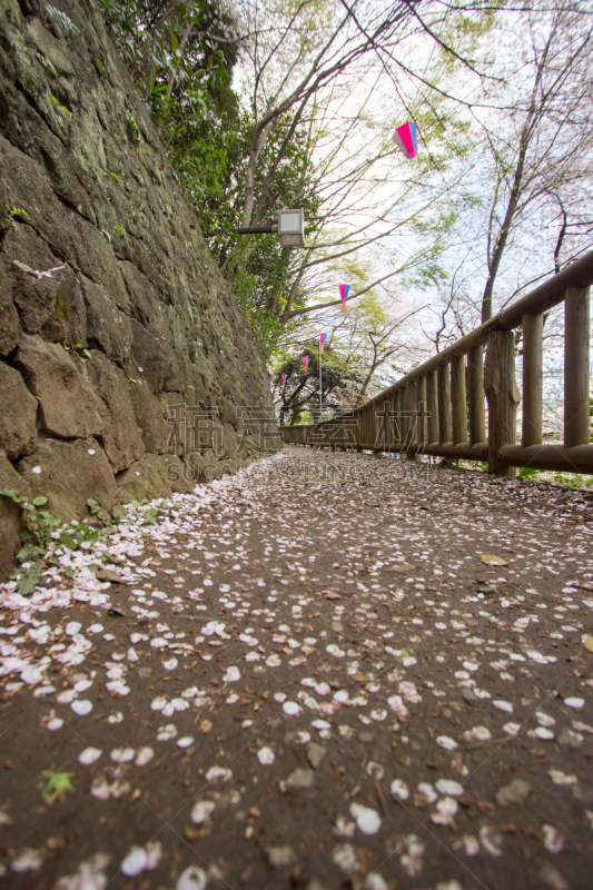 公园,东京,日本,春天,步行道路,北岳山,基塔,吉野樱花,花见节,星和园