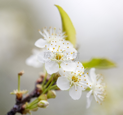 樱花,图钉,刺针樱桃树木,自然,水平画幅,无人,图像,特写,脆弱,白色