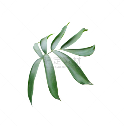 绿色,白色背景,背景分离,棕榈叶,分离着色,垂直画幅,柳条,椰子,夏天,棕榈树