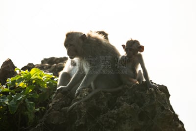 乌鲁瓦度,巴厘岛,印度尼西亚,猴子,寺庙,猕猴,自然,悬崖,水平画幅,可爱的
