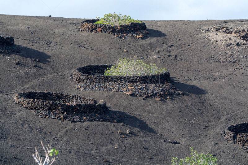 timanfaya national park,火山岩,兰萨罗特岛,加那利群岛,无花果,水果,西班牙,植物群,无花果树,树篱