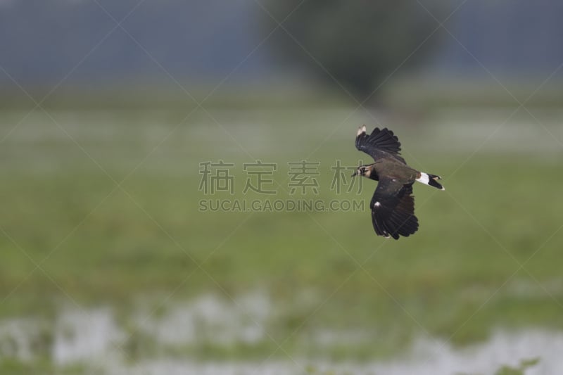 麦鸡亚科,田地,在上面,北,野生动物,水平画幅,欧洲,鸟类,夏天,沼泽