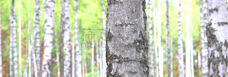 白色,白桦,树皮,小树林,褐色,水平画幅,无人,夏天,户外,光