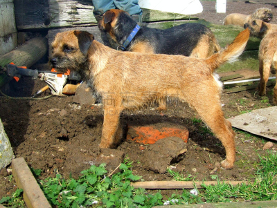 博德猎狐犬,雌性动物,等,螺钉,老鼠,病虫害防治机具,货盘,宠物项圈,机敏,水平画幅