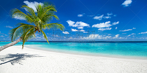 海滩,椰子树,全景,鸡尾酒,天堂岛,岛,加勒比海地区,棕榈树,热带气候,印度洋