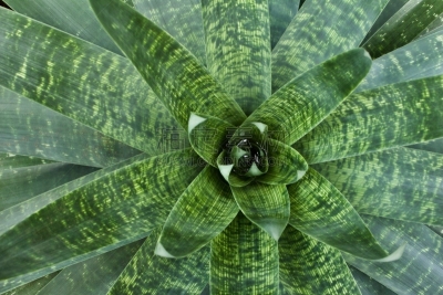 植物,凤梨科植物,背景,水,美,外立面,水平画幅,高视角,无人,美洲