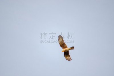 天空,浅蓝色,可爱的,传统,国内著名景点,自然界的状态,自由,野生动物,公园,翅膀