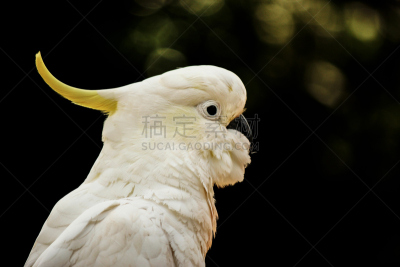 白伞膜凤头鹦鹉,肖像,美冠鹦鹉,墨尔本,野生动物,水平画幅,鸟类,鹦鹉,维多利亚,维多利亚州